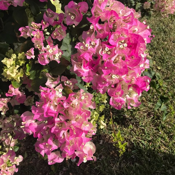 Meet your Posher, Patricia - Picture 2 of 2